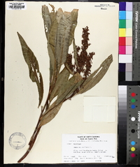 Rumex verticillatus image