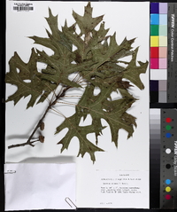 Quercus shumardii image