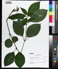 Achyranthes japonica image