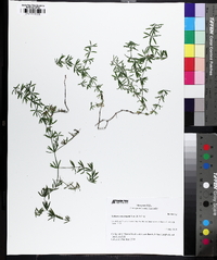 Galium concinnum image