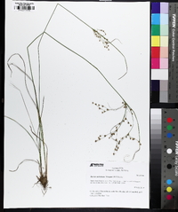 Juncus anthelatus image