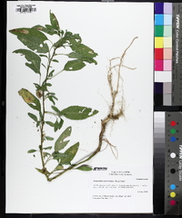 Amaranthus tuberculatus image