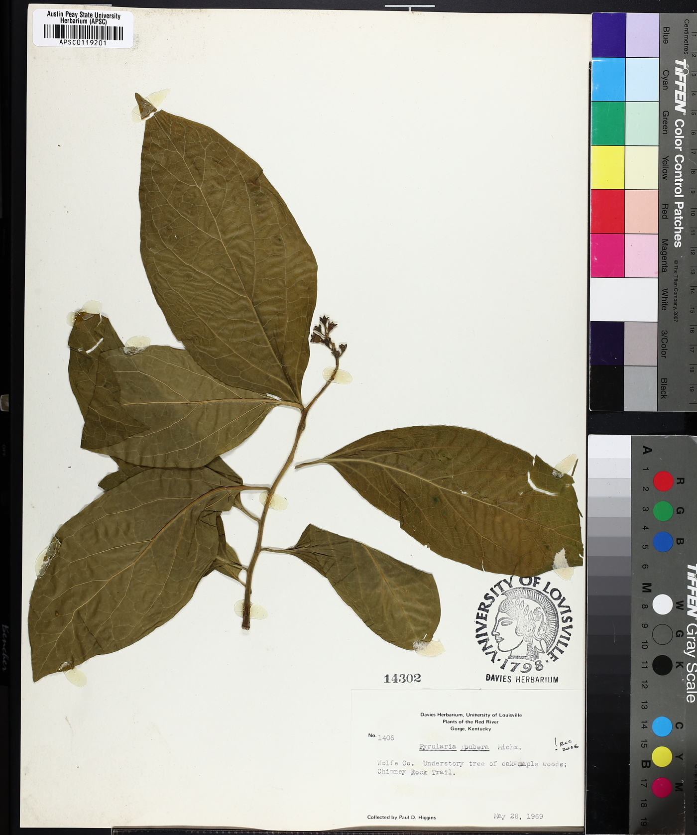 Pyrularia pubera image