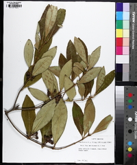 Osmanthus americanus image