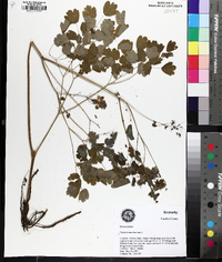 Thalictrum dioicum image