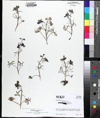 Delphinium bicolor image