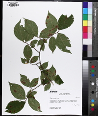 Ulmus serotina image