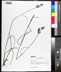 Juncus scirpoides image