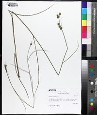 Juncus scirpoides image