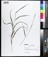 Elymus svensonii image