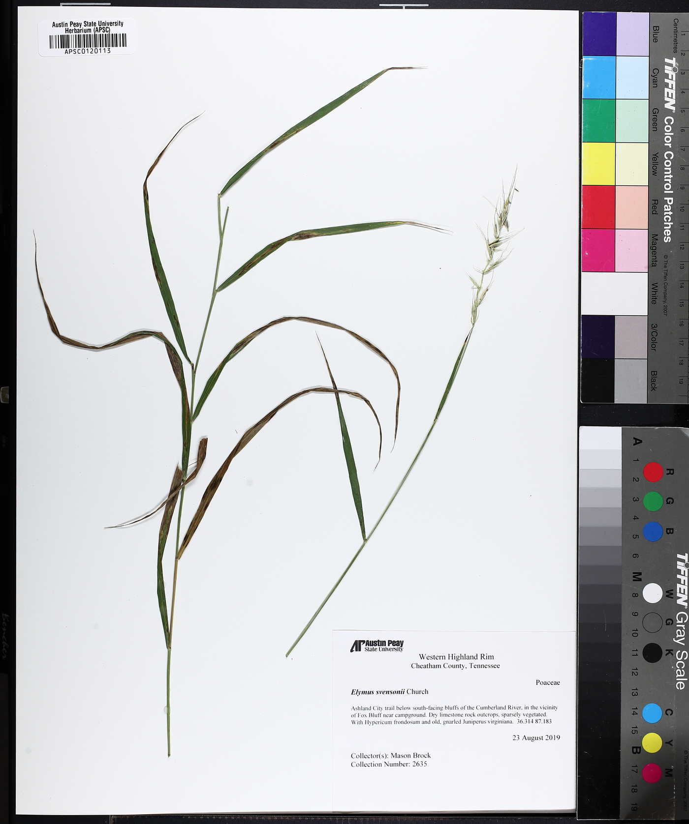 Elymus svensonii image