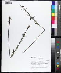 Oenothera tetragona var. sharpii image