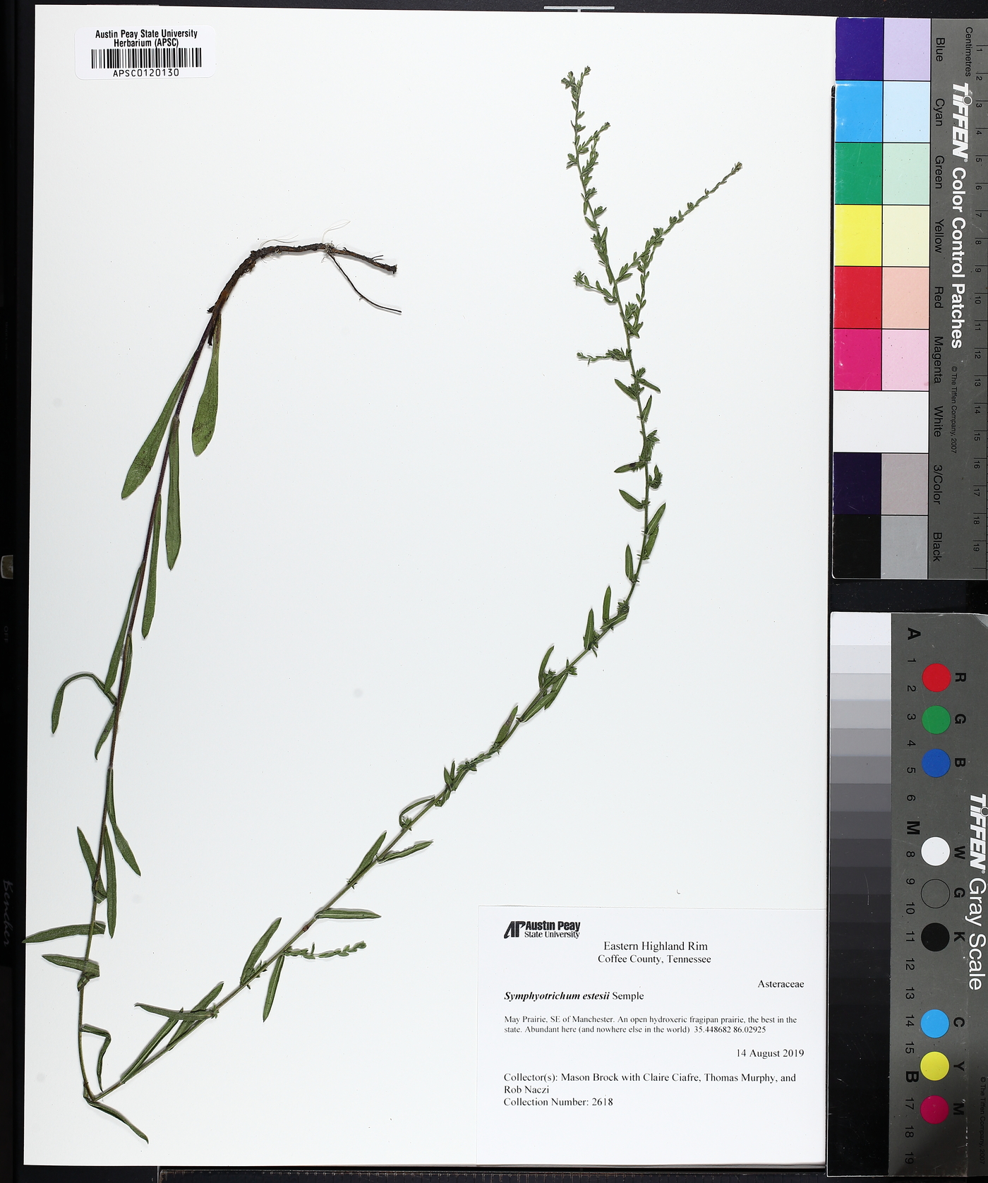 Symphyotrichum estesii image