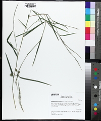 Muhlenbergia sylvatica image