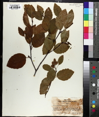 Alnus sinuata image