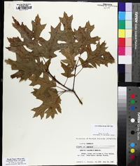 Quercus palustris image