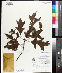 Quercus palustris image