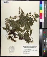 Phacelia bipinnatifida image