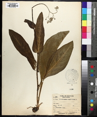 Andersonglossum virginianum image