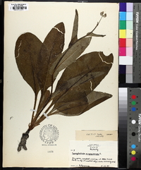 Andersonglossum virginianum image