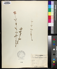 Sabatia campanulata image