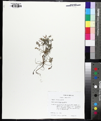 Corydalis flavula image