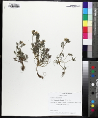 Corydalis flavula image