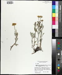 Eriophyllum lanatum image