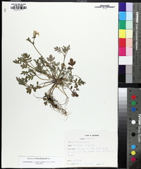 Phacelia purshii image