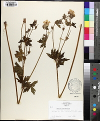 Geranium viscosissimum image