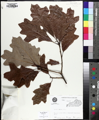 Quercus lyrata image