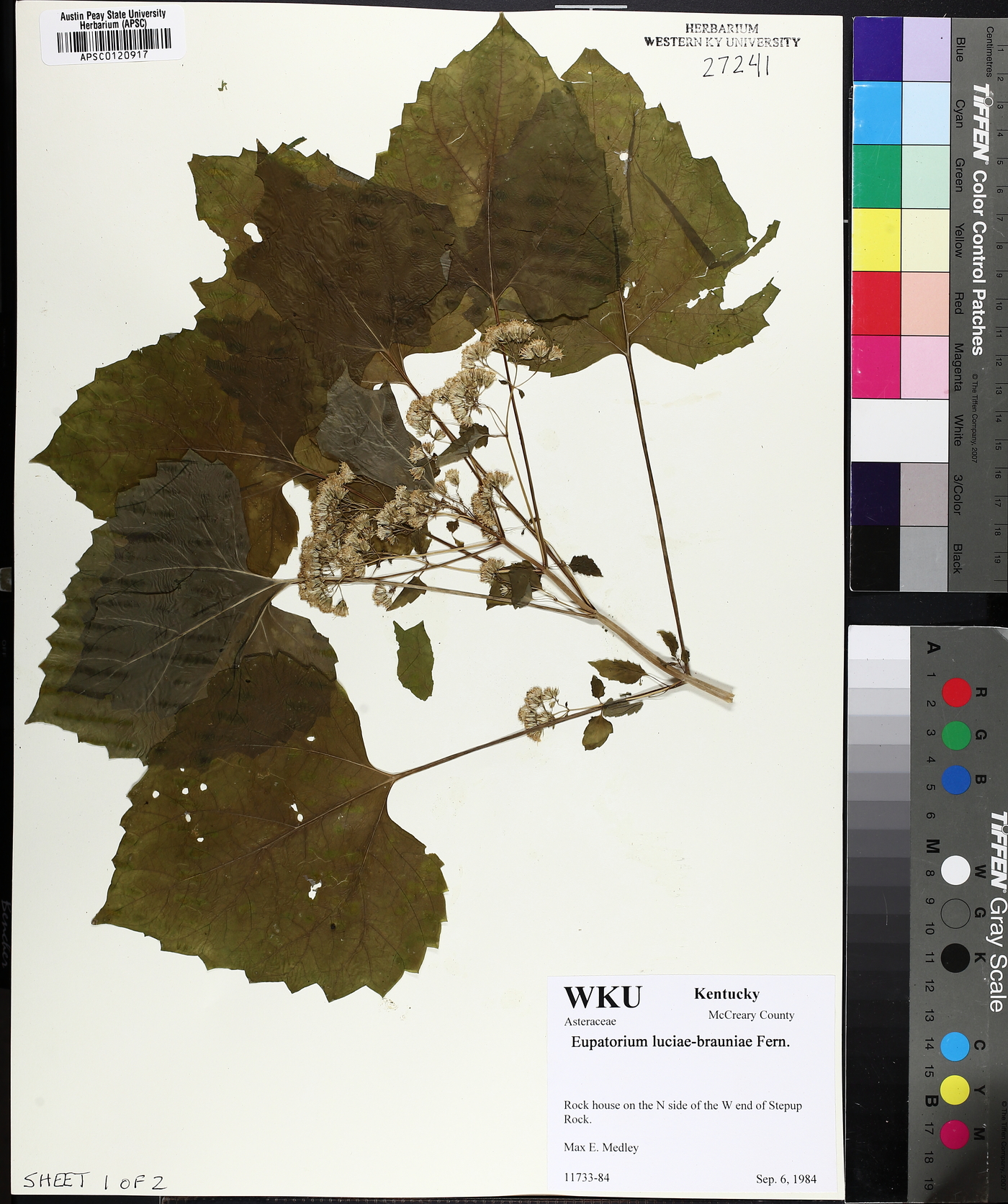 Ageratina luciae-brauniae image