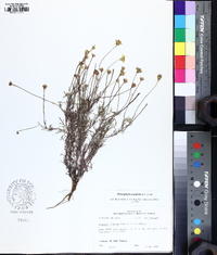 Thymophylla tenuiloba image