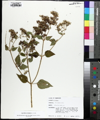 Ageratina aromatica image