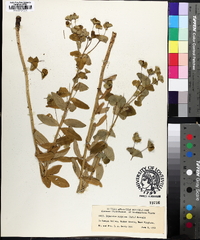 Euphorbia purpurea image