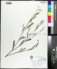 Boltonia asteroides image