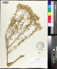 Chrysothamnus viscidiflorus subsp. lanceolatus image