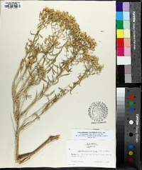 Chrysothamnus viscidiflorus subsp. lanceolatus image