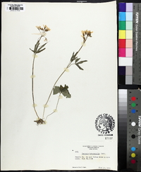 Cardamine angustata image