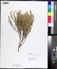 Lepidium densiflorum image