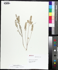 Lepidium densiflorum image