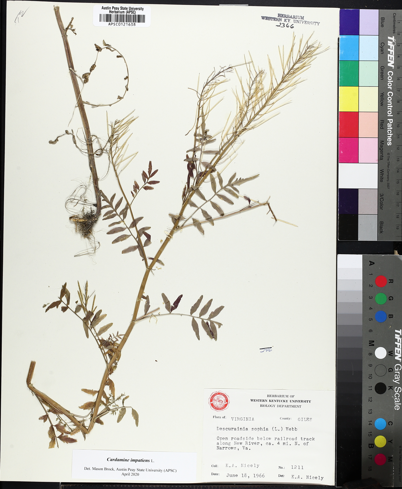 Cardamine impatiens image