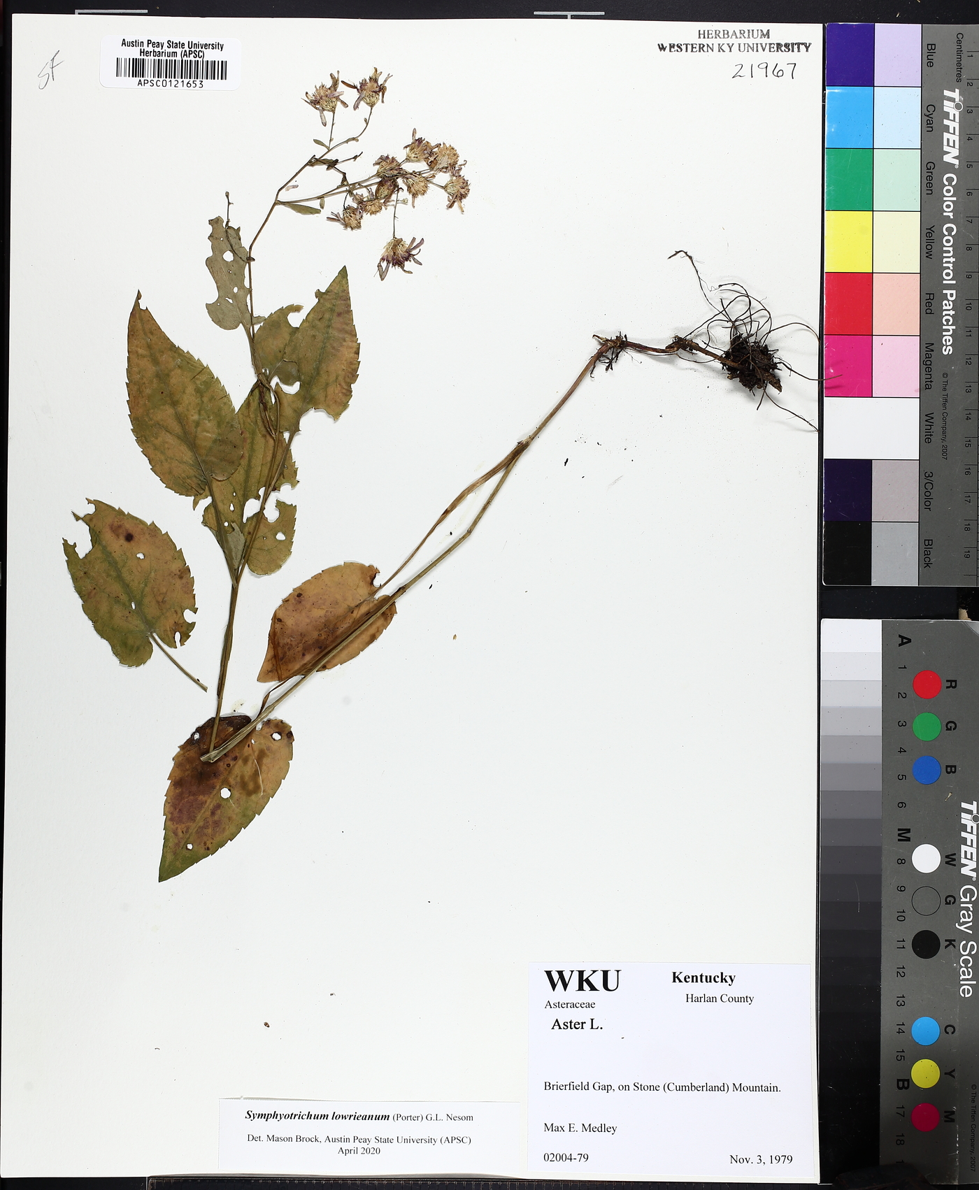 Symphyotrichum lowrieanum image