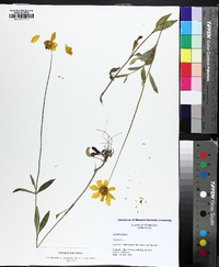 Coreopsis debilis image