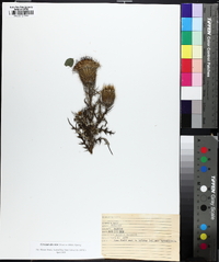 Cirsium discolor image