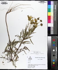 Bidens polylepis image