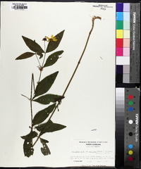 Coreopsis major image