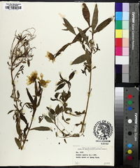 Bidens laevis image