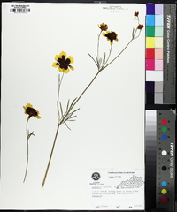 Coreopsis tinctoria image