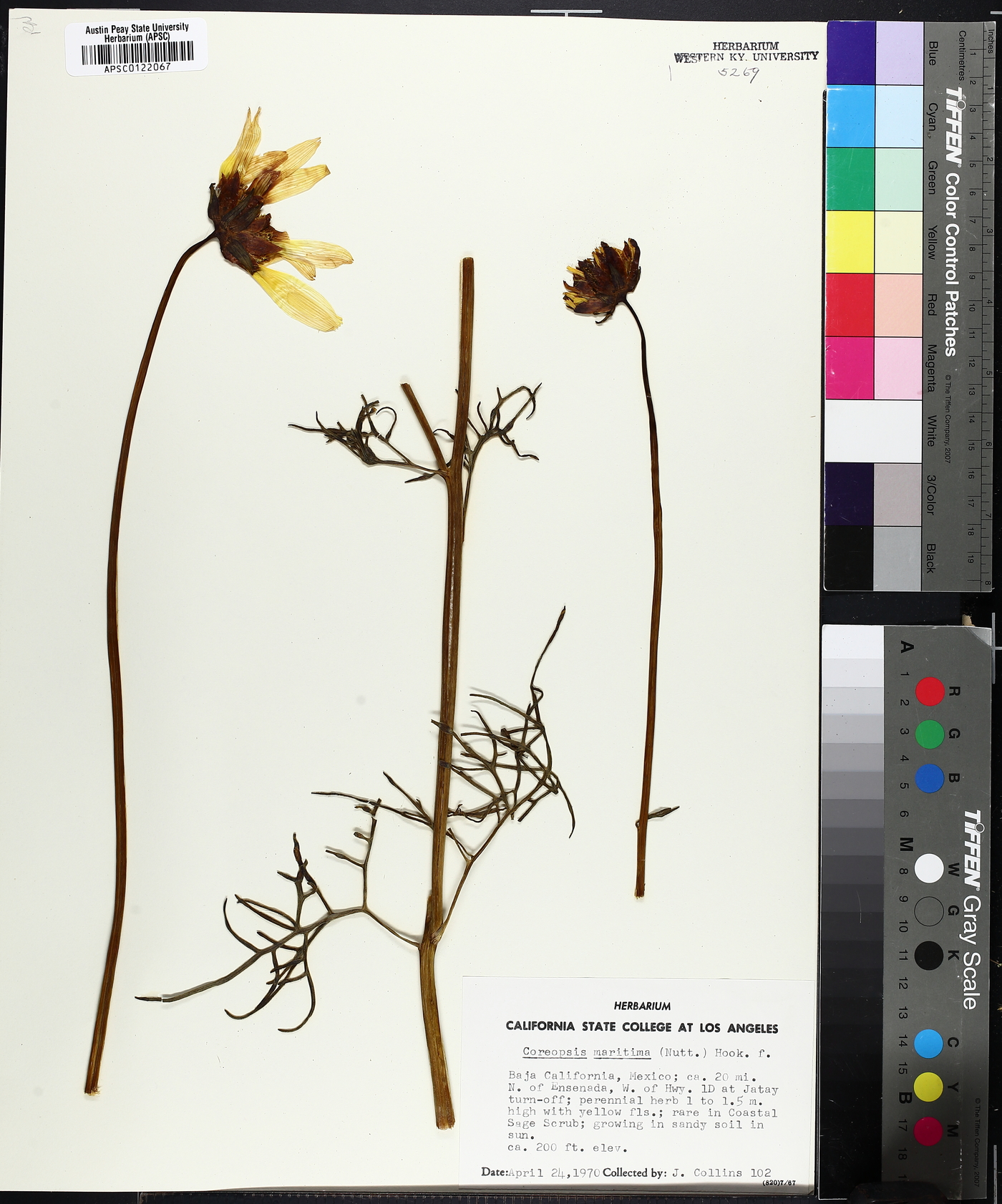 Coreopsis maritima image